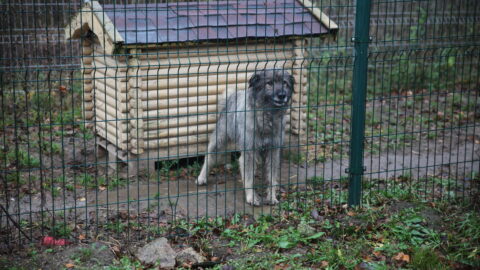 Gyvūnų gerovės metais (7)