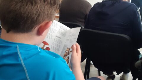 Į mišką – per grybų tiltus (1)